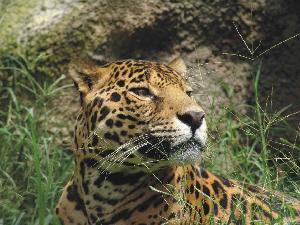 leopardo