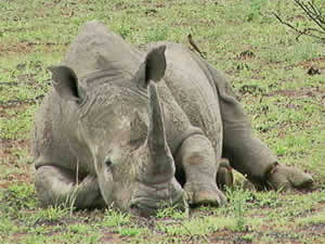 rinoceronte